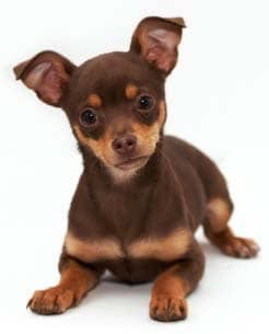 urban dog training free puppy funny dogs img music wallpaper How dogs are judged and the basics of dog shows