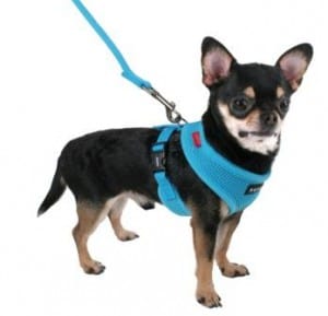 Dog Accessories For Your Chi | Chihuahua Training Tips