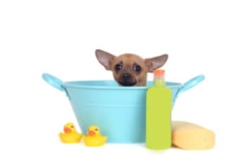 bathing a chihuahua