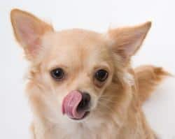 foods to avoid for chihuahuas