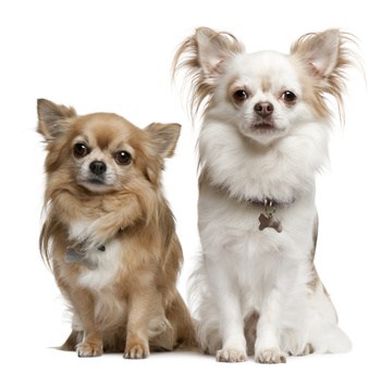 House training a chihuahua clearance