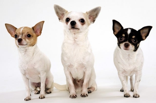 chihuahuas as show dogs