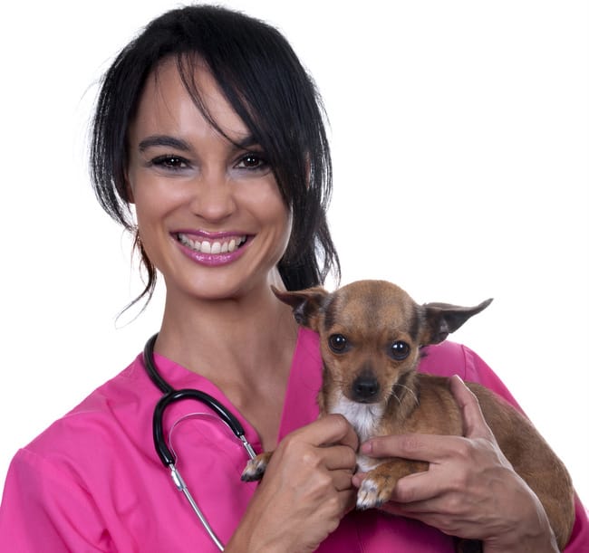 choosing-a-good-veterinarian