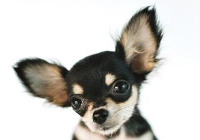 cleaning your chihuahuas ears