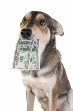 common-dog-expenses