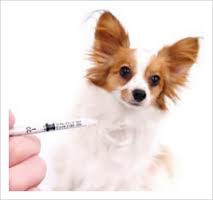 common-dog-vaccinations