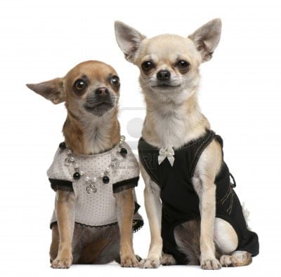 dog-clothing-for-your-chihuahua