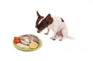 dog-food-allergies