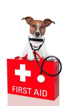 emergency-first-aid-for-dogs