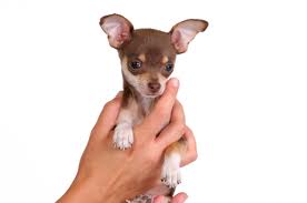 finding-good-chihuahua-breeders