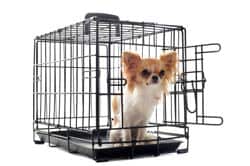 house-trining-a-chihuahua-by-using-a-crate