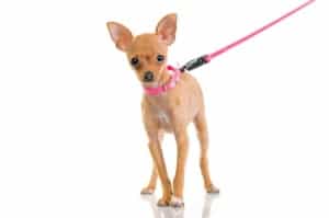 leash training a chihuahua