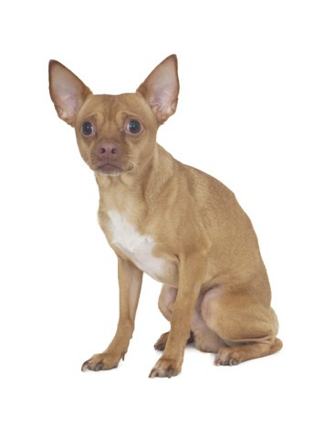 Nervous chihuahua 2025