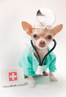 spaying and neutering a chihuahua