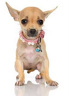 submissive-urination-in-chihuahuas