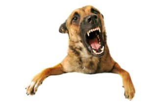 fear-aggression-in-dogs