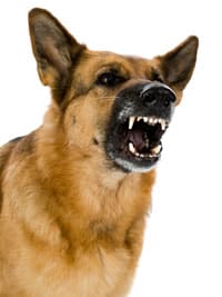 dominance aggression in dogs