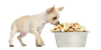 certain foods for a nervous chihuahua