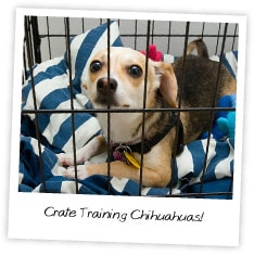 crate-training-a-chihuahua