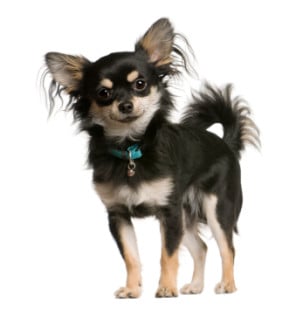 reading-your-chihuahua-body-language