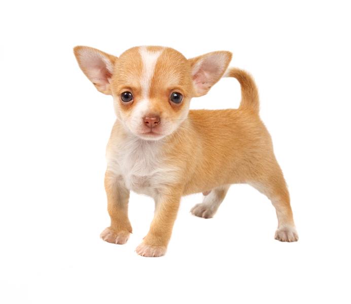 is chihuahua suitable to your lifestyle