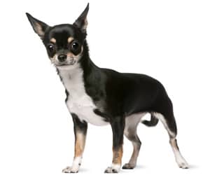 practicing obedience skills with your chihuahua