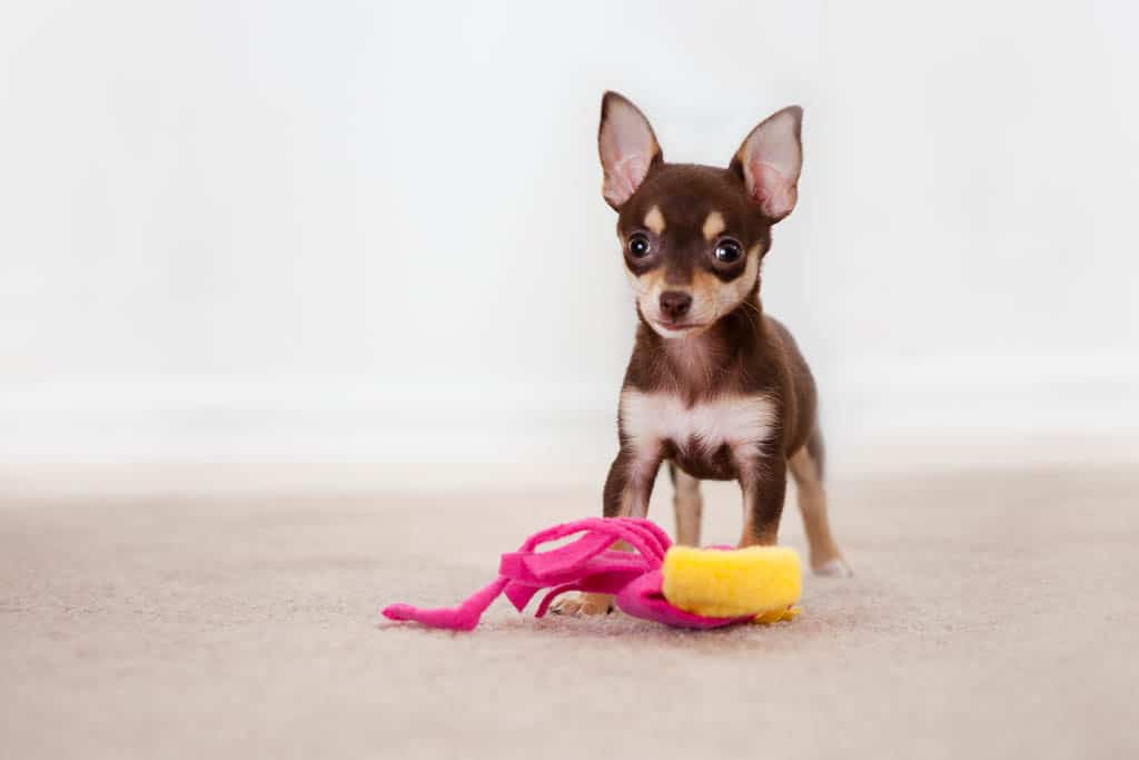avoiding common household dangers to your chihuahua