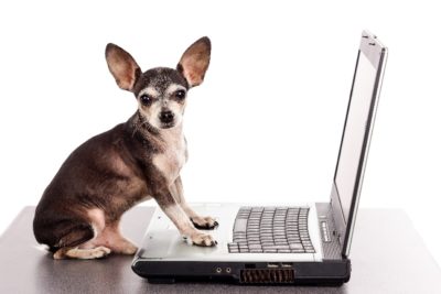 chihuahua-playing-with-a-laptop