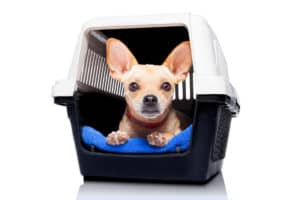 choosing crates and beds for your chihuahua