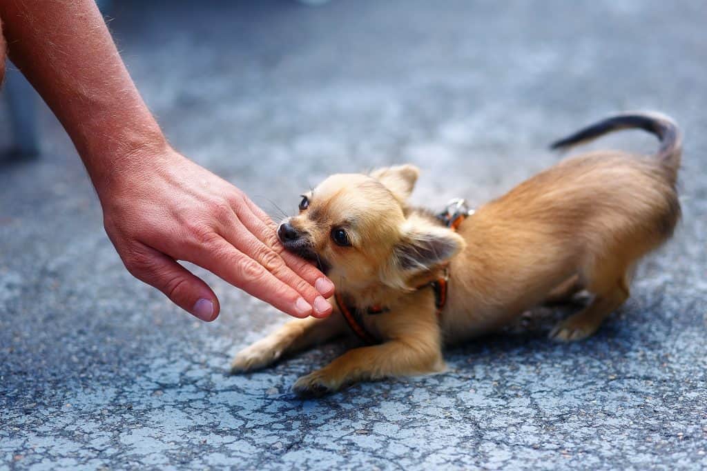 5 Jackpot How To Stop A Chihuahua From Biting Free
