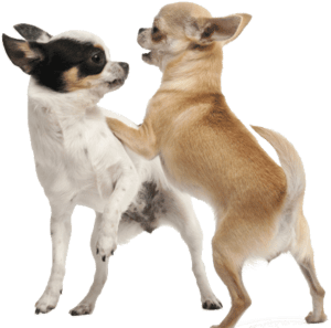 introducing a new dog to your chihuahua