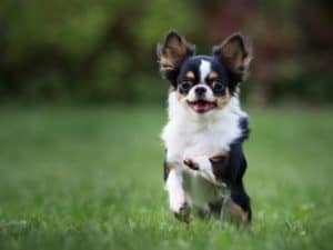 www.chihuahuapuppytraining.com