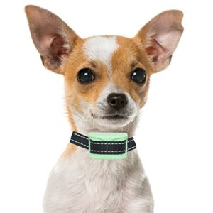the best training collar for your chihuahua