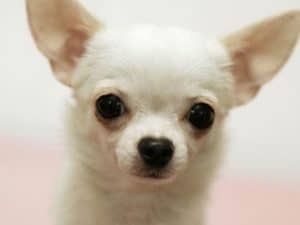 chihuahua temperament and personality