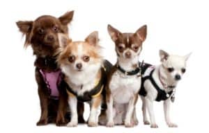 chihuahua with other chihuahuas