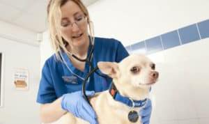 health tests and contracts for chihuahuas