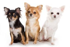 how to find a good chihuahua breeder