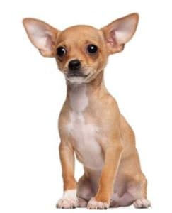 how to find a quality chihuahua puppy