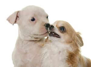 chihuahua aggression toward other dogs