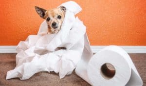 how to house train a chihuahua