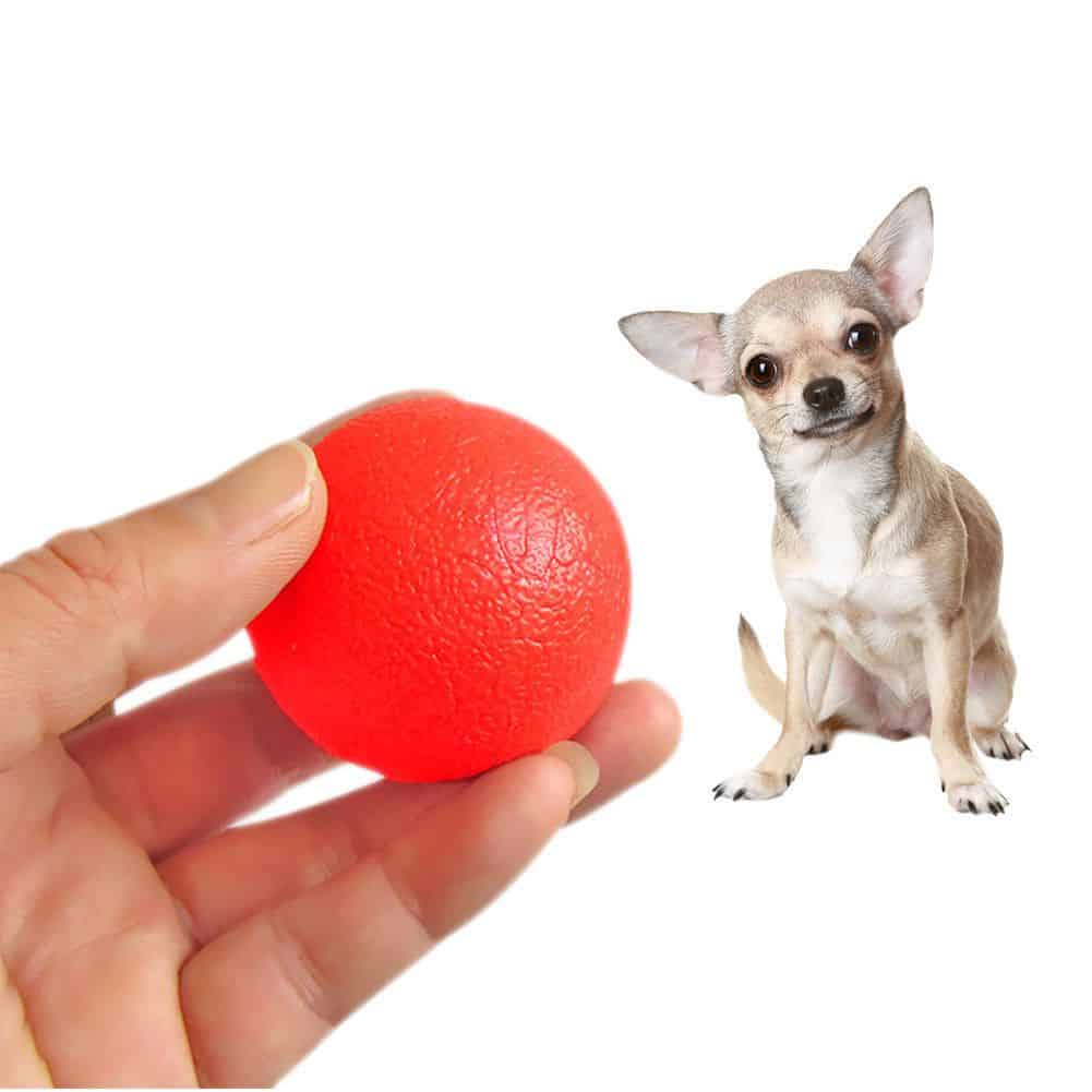 how to teach your chihuahua to play fetch