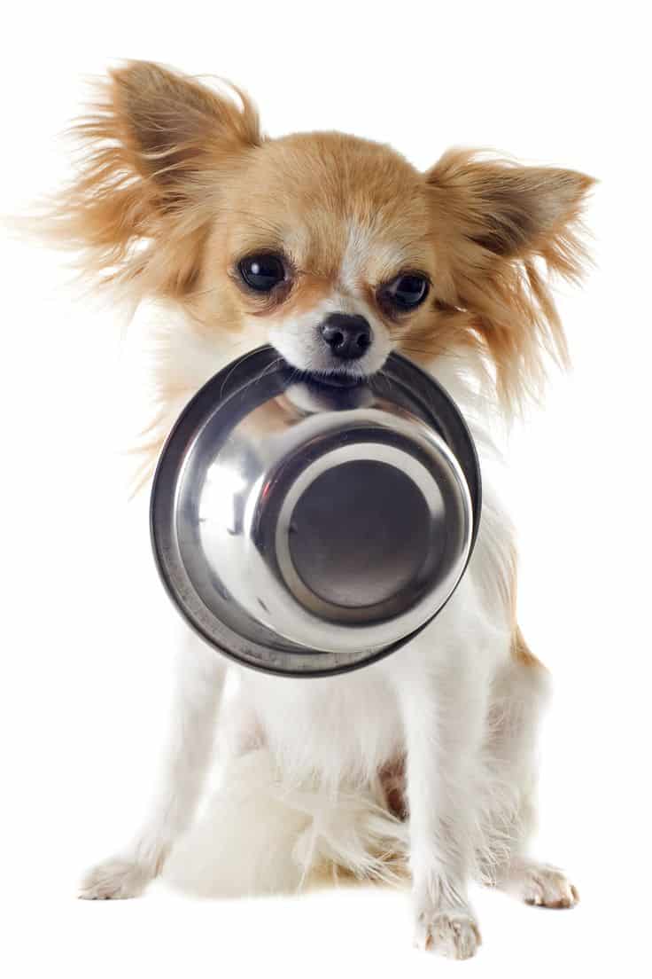 teach your chihuahua to bring his bowl