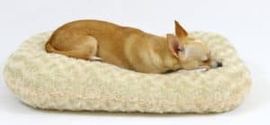 teach your chihuahua to go to his bed