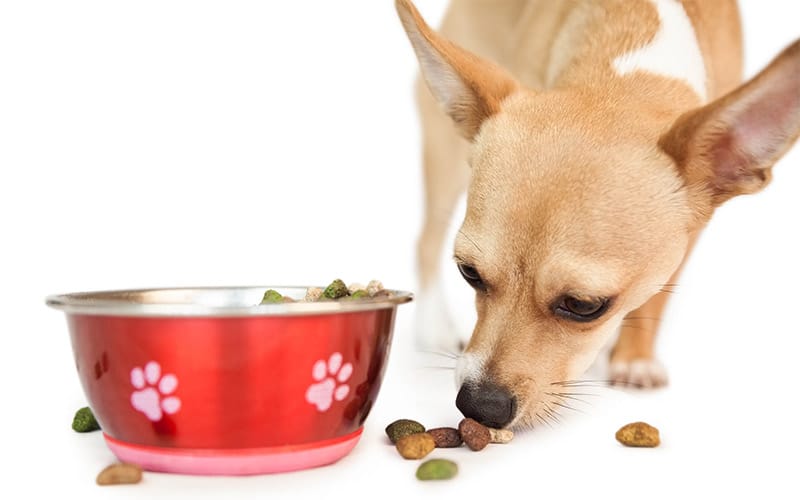 foods that can be lethal for your chihuahua