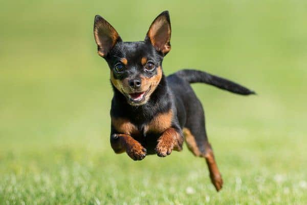 how to stop a chihuahua from running away