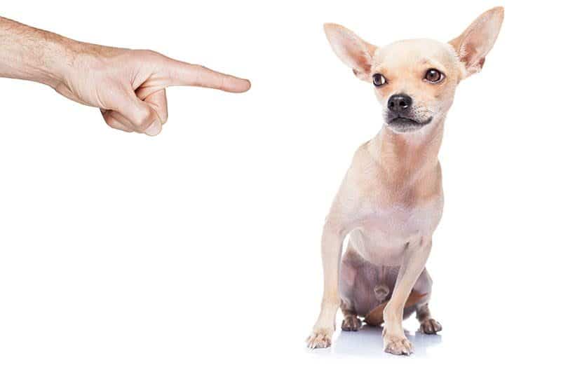 establishing a potty routine for your chihuahua