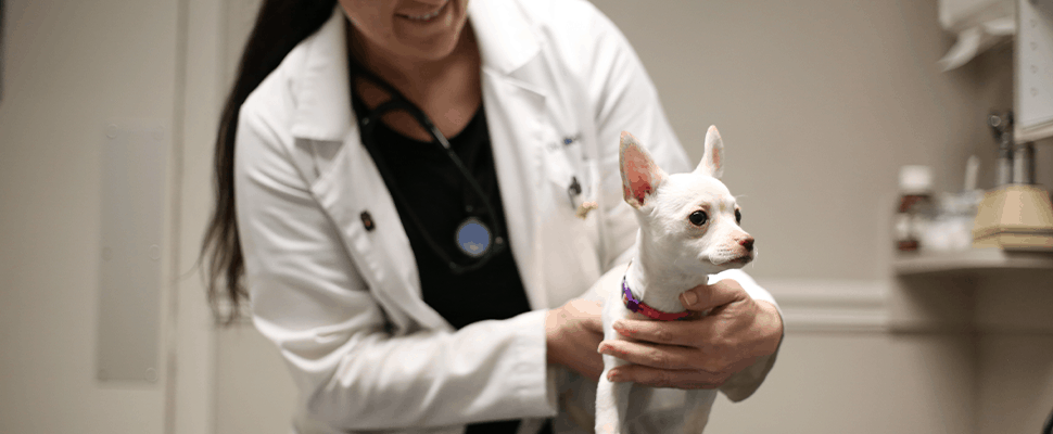 at home physical exam for your chihuahua