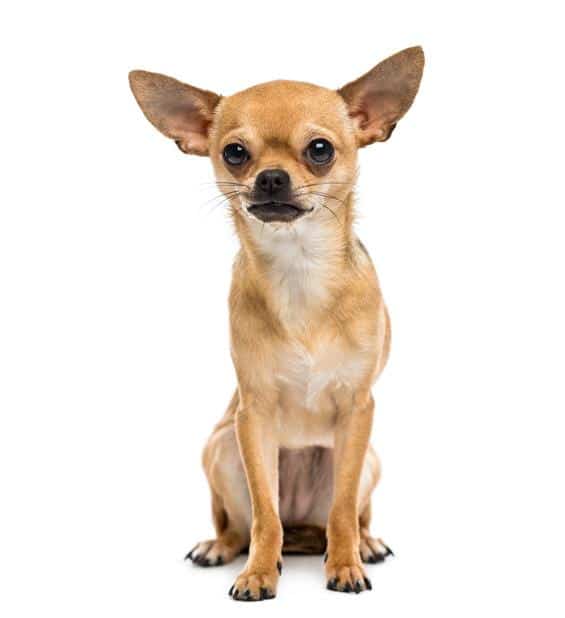 training your chihuahua to eliminate indoors