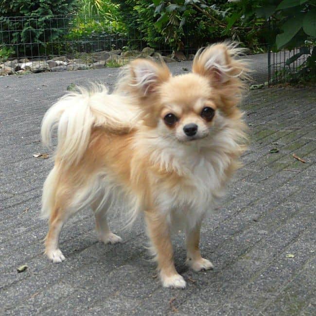 variety of training methods for chihuahuas