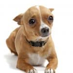 dealing with fearfulness in a chihuahua